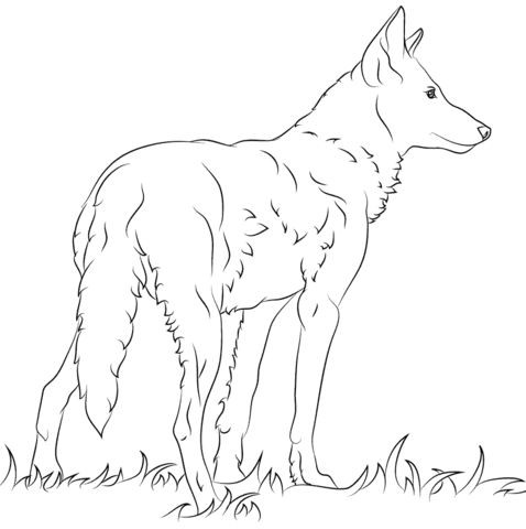 Florida Red Wolf  Coloring Page